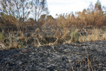 23/04/2008: Foco de incendio en islas de Campana. Ayer la intendenta Giroldi sobrevol� la zona.  Vista de un sector por el que pas� el fuego.  El frente de fuego tiene unos tres kil�metros de extensi�n  