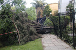 14/11/2009: El cerco de rejas de una propiedad fue arrancado por los �rboles. 