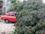14/11/2009: Un autom�vil Renault 12 qued� bajo un �rbol en la zona de Las Heras casi Sivori. 