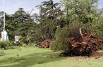 14/11/2009: En la Plaza Eduardo Costa, la tormenta arras� con una gran cantidad de a�ejos �rboles. 