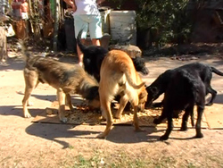 Otra vista del improvisado banquete canino