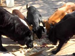 Un grupo de perros que se acerc� al improvisado banquete